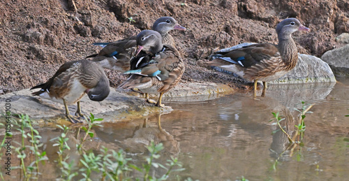 Foto Mandarin Ducks Foraging in Wetland Waters with Rocky Shoreline
