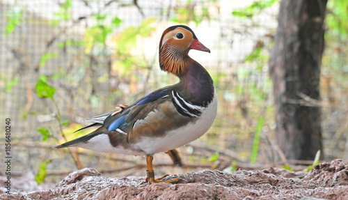 Konstfotografi Male Mandarin Duck Roosting in Woodlands, Natural Wildlife