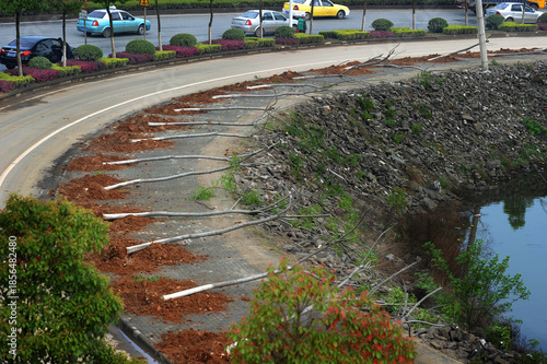 Foto Riverbank Trees Replacement Project on Urban Road