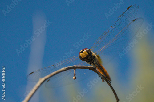 Dragonfly Resting on Branch Against Clear Blue Sky