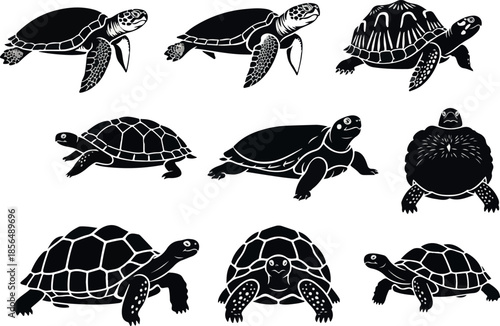 Diverse Turtle Silhouettes A Collection of Aquatic Reptiles for Design Projects
