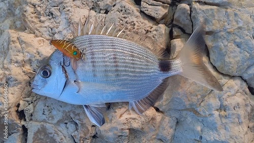 small live fish and fishing equipment