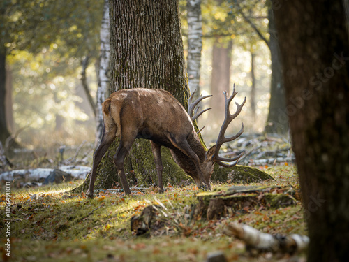 Cerf élaphe (Cervus elaphus) et biches en forêt, grands cervidés sauvages en milieu forestier européen