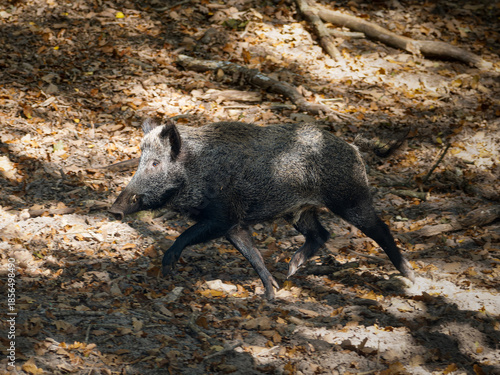 Sanglier européen (Sus scrofa scrofa) adulte à l’arrêt en milieu forestier, grand mammifère sauvage terrestre d’Europe