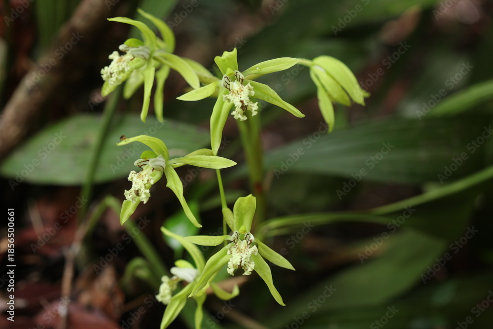 Obraz premium Black Orchid Flowers From Borneo Forest
