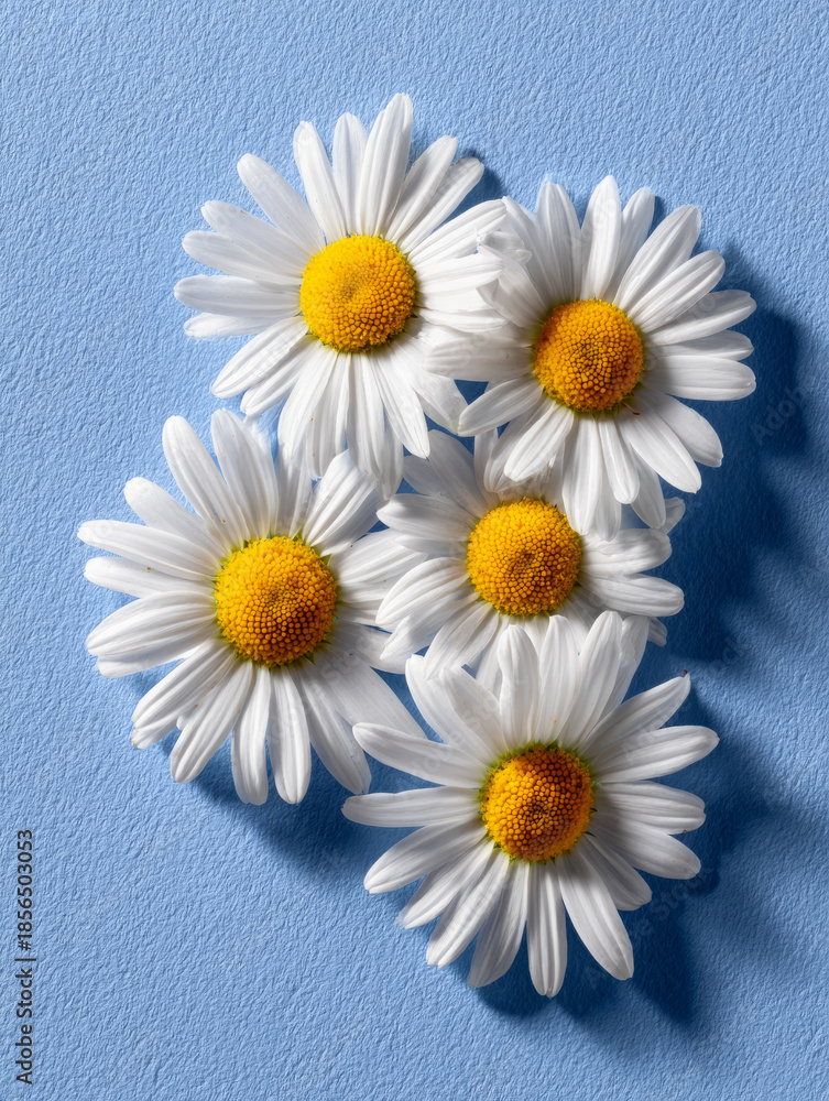 Obraz premium Five daisies on a textured light blue background.