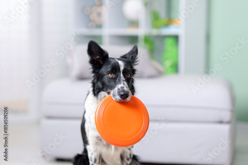 Cute Border Collie dog with flying disk indoors, closeup © New Africa