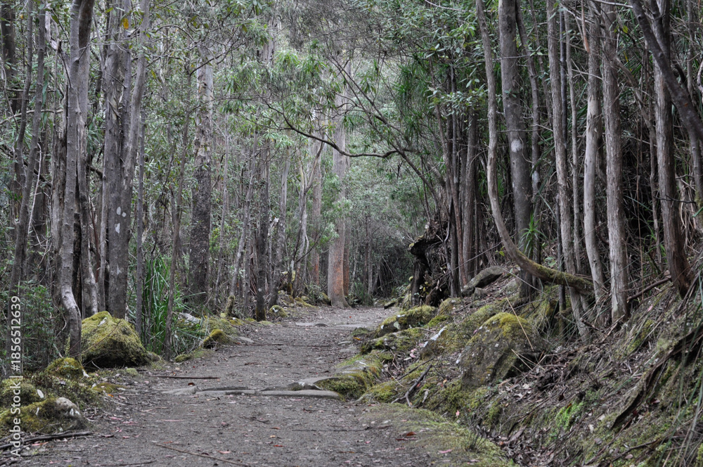 Obraz premium Dirt path through dense Tasmanian forest, native woodland scenery near Hobart, suitable for nature tourism, hiking guides and outdoor recreation themes.