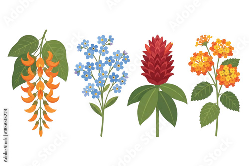 Tropical Botanical Flower Set: Flame of Irian, Myosotis, Red Button Ginger, and Lantana Camara.  Vector Illustration. Design Element. Clip art. Suitable for artwork design. Editable for any design.