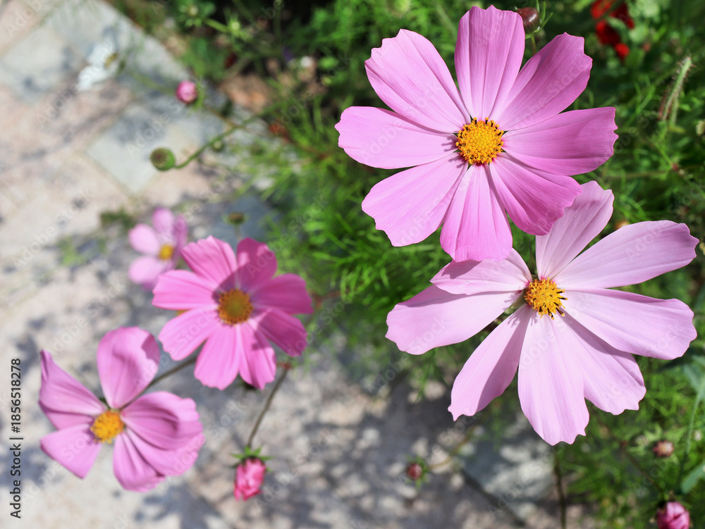 Fototapeta premium Pink cosmea flowers