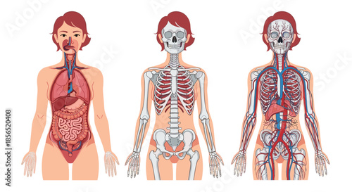 Medical illustration showing the internal organs, skeletal system, and circulatory system of a female human body.