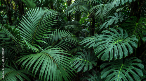 Lush green forest with palm trees and monstera vines, rainforest backdrop idea and tropical plant growing in a greenhouse