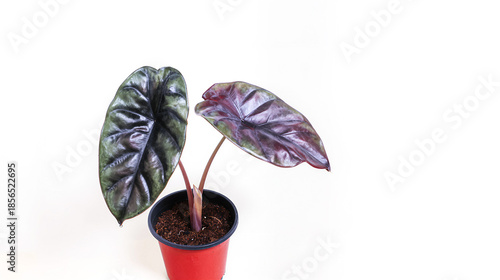 A young plant in a pot against a white background, Cuprea Red Secret, tropical plant growing as a hobby