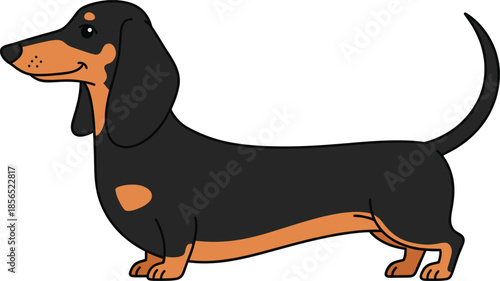 Cute Dachshund Dog Standing Side View Cartoon Vector Illustration for Pet Care, Mascot, Animal Education, and Breed Design