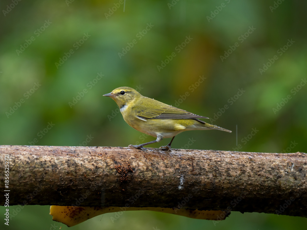 Obraz premium Brauenwaldsänger (Leiothlypis peregrina)