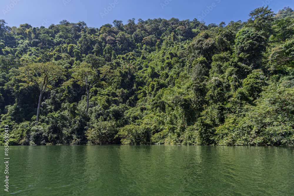 Fototapeta premium Dense jungle canopy overlooking calm water in khao yai, thailand