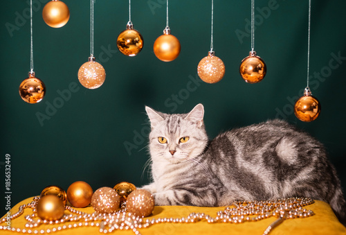 A beautiful gray cat on a dark background with Christmas balls