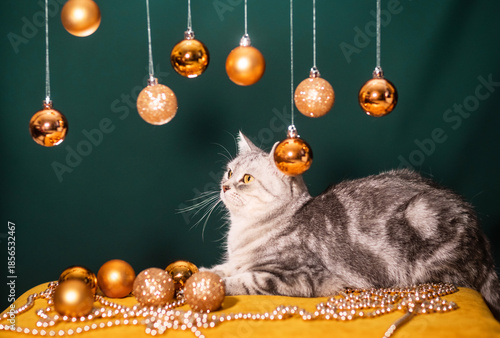 A beautiful gray cat on a dark background with Christmas balls