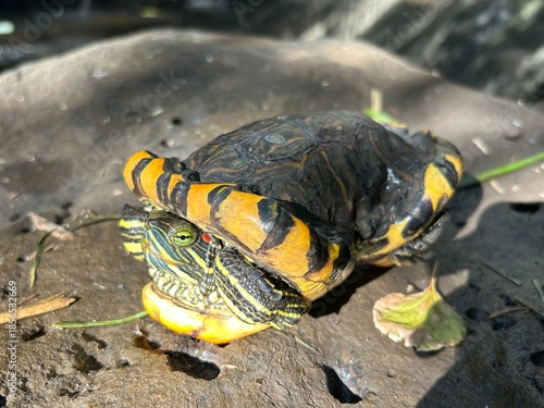 病気のミシシッピアカミミガメ, Trachemys scripta elegans