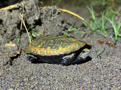 ニホンイシガメ, Mauremys japonica