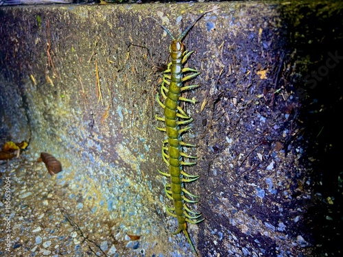 リュウジンオオムカデ, Scolopendra alcyona