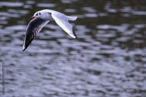 Black-headed Gull Flying Low Over Water
