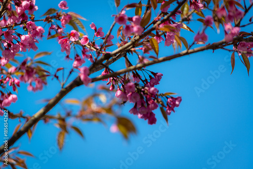 Wild Himalayan Cherry (Prunus cerasoides) blossoms against a clear blue sky in Sapa, Vietnam.