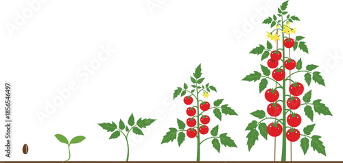 Tomato plant growth stages from seed to maturity with fruit and flowers for gardening, biology, and agriculture themes.