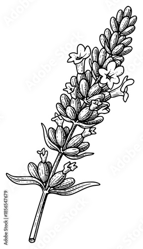 a black and white drawing of a plant showing flowers, black, drawing, flower, illustration, picture, plant, show, against transparent background