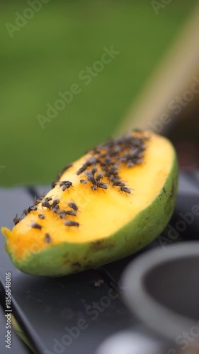 Ripe mangoes are placed on a fly-infested camping table, depicting a natural outdoor dining scene at a campsite.	