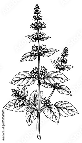 a black and white drawing of a plant with flowers, black, drawing, flower, herb, illustration, picture, plant, specie, against transparent background
