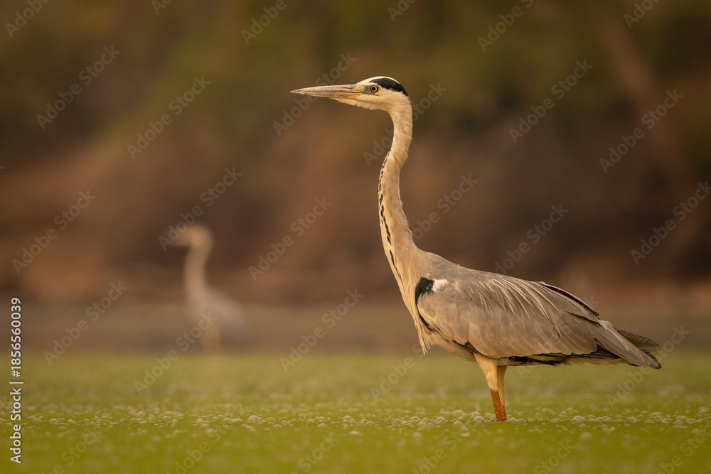 Fototapeta premium Two grey herons stand in calm pond