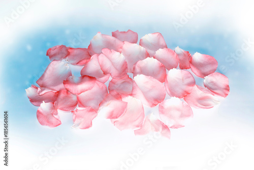 Delicate petals of roses on a blue background. Fresh pink rose
