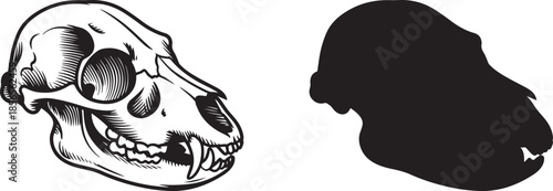Animal skull with teeth and primate head silhouette on transparent background zoology anatomy