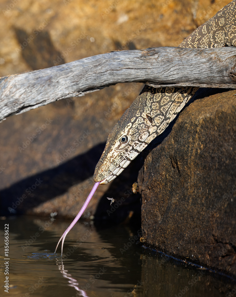 Φωτογραφία A wild Perentie (Varanus giganteus), Australian Monitor Lizard,  goanna,  drinki