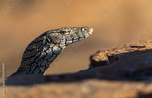 Photos A wild Perentie (Varanus giganteus), Australian Monitor Lizard,  approaching a w