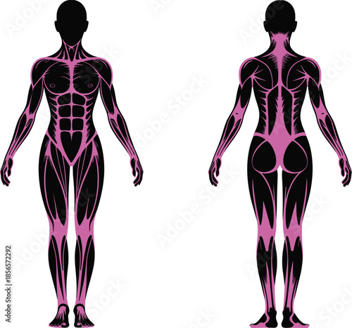 Stylized Human Muscular System Illustration – Front and Back Views with Highlighted Muscle Groups for Anatomy Study, Fitness, and Medical Education