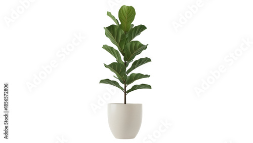 Billede på lærred Isolated fiddle leaf fig plant in pot, interior design element, greenery decor f