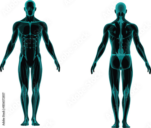 Human Muscular System Anatomy Illustration Showing Front and Back Male Body with Detailed Muscle Structure for Medical, Fitness, Healthcare, Sports Science, and Educational Design