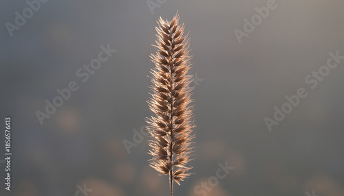 Minimal Dried Plant Still Life