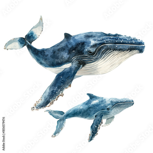 Whale Mother Guiding Calf, clipart watercolor vector with gentle, isolated on a white background.