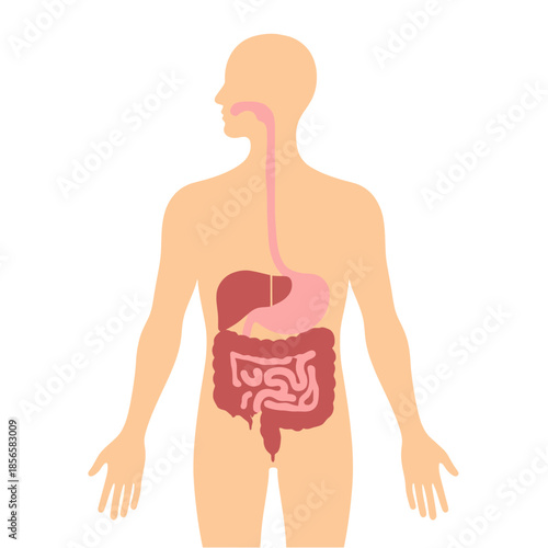 Human Digestive System Anatomy Illustration Medical Education Concept