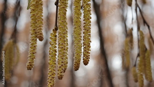 Hazel catkins in spring