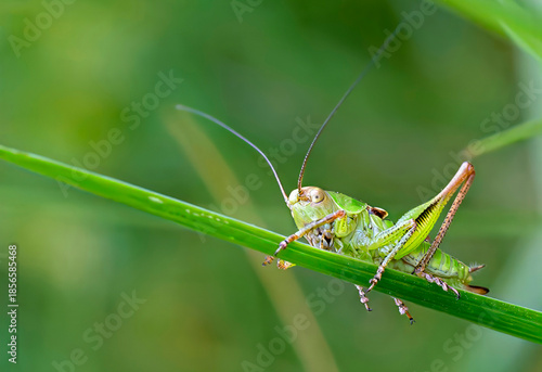 green grasshopper on a leaf