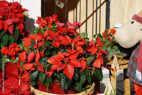 Poinsettia plants and a reindeer doll