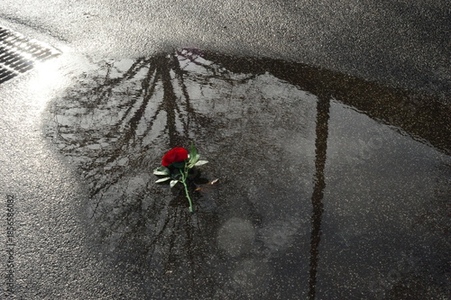 Rosa 