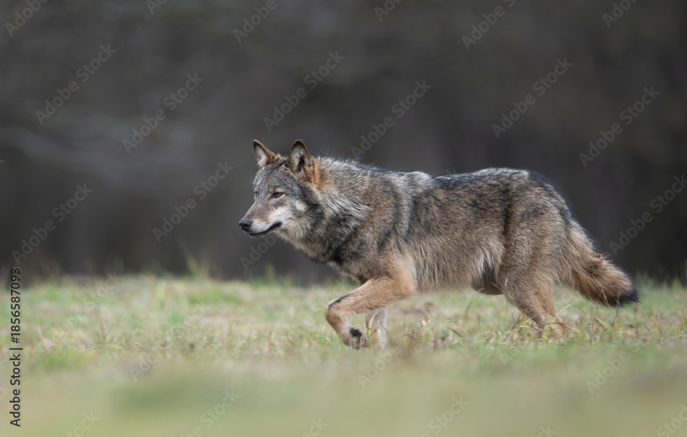 Fototapeta premium Grey wolf ( Canis lupus ) close up