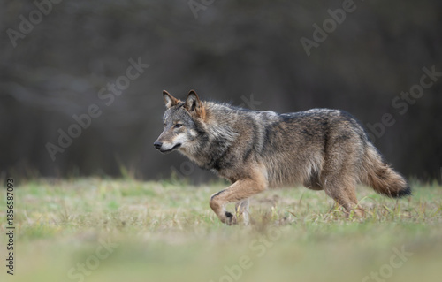 Grey wolf ( Canis lupus ) close up