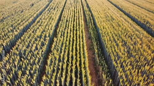 Golden Rows of Wheat in a Field