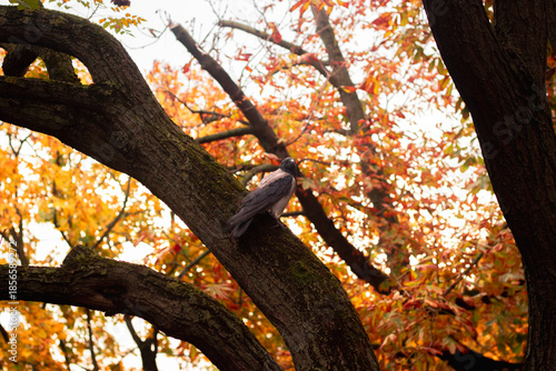 bird in a tree autumn in the park